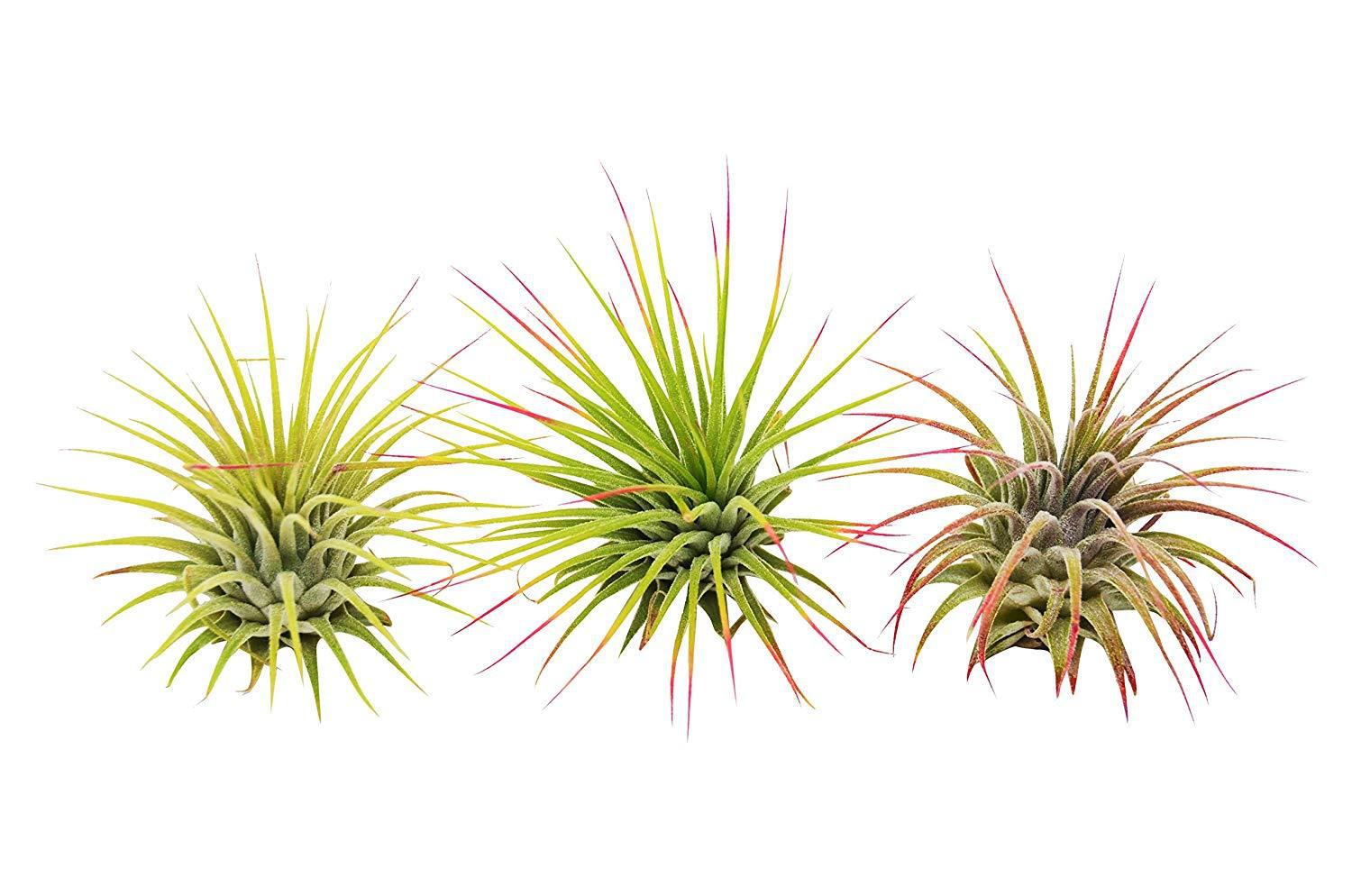 3 Ionantha Guatemala Air Plants / Blooms – view 2