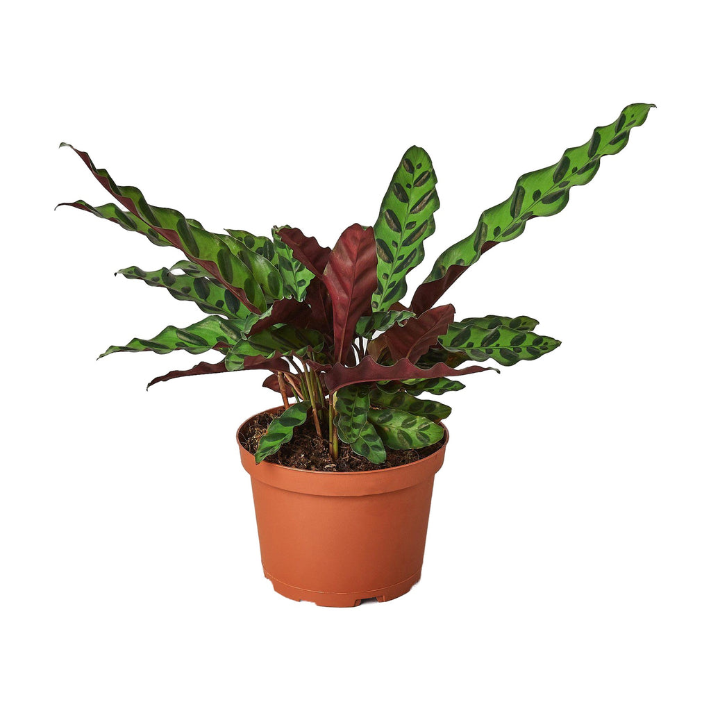 Calathea Lancifolia 'Rattlesnake' Live Plant