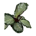 Calathea 'Northern Lights'