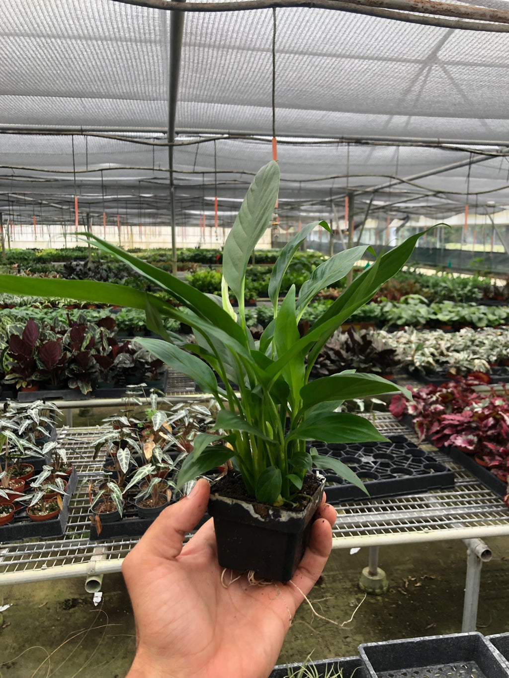 Spathiphyllum 'Peace Lily' – view 7