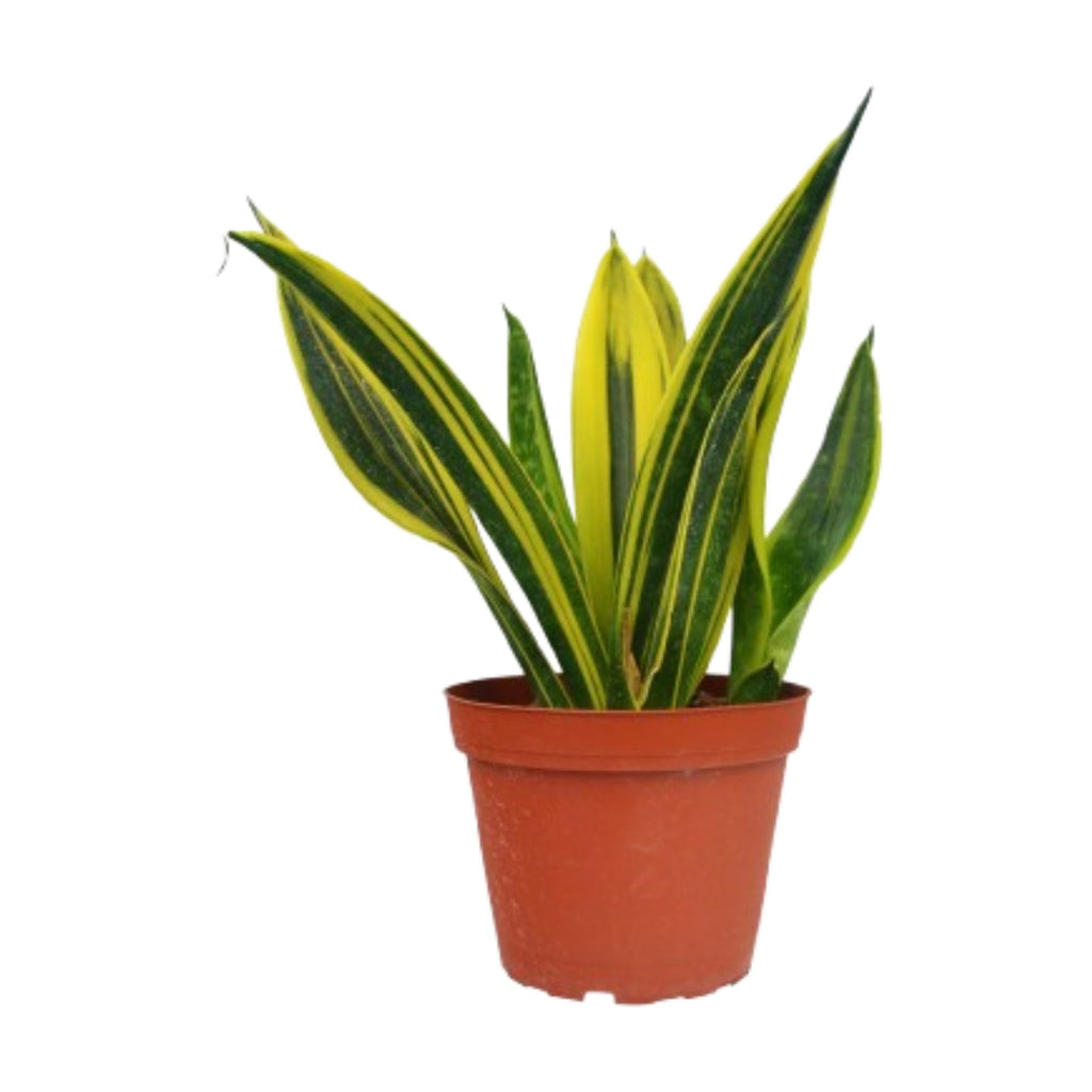 Snake 'Gold Flame'