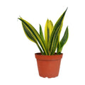 Snake 'Gold Flame'