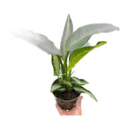 Dieffenbachia Panther
