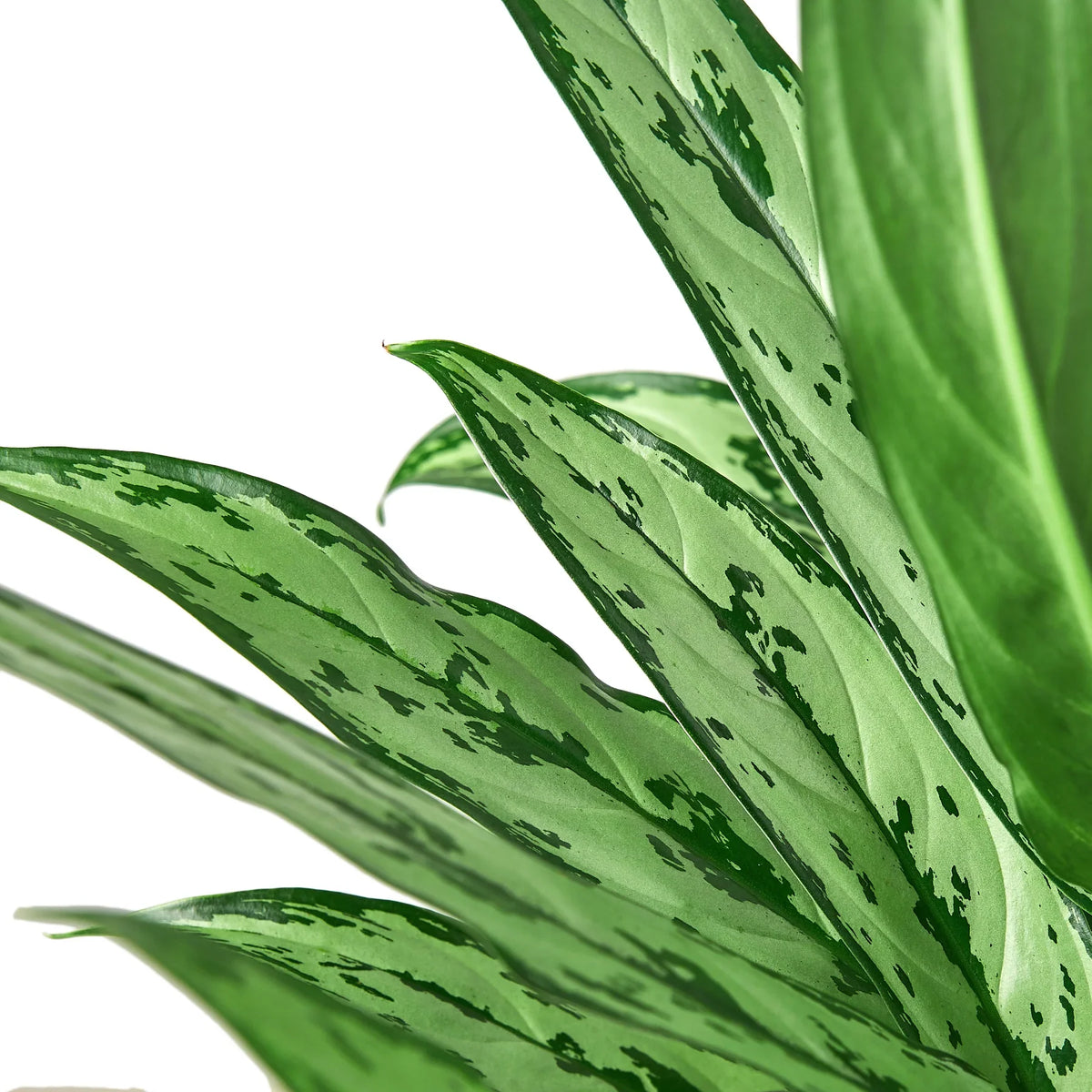 Chinese Evergreen 'Cutlass' – view 2