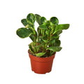 Peperomia 'Marble' Live Plant – 4" Nursery Pot
