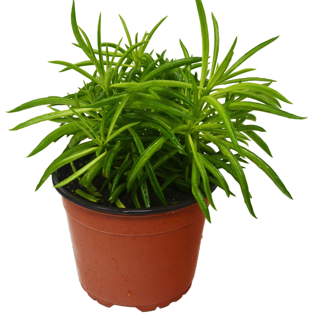 Peperomia 'Green Bean' – view 3