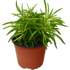 Peperomia 'Green Bean' – view 3