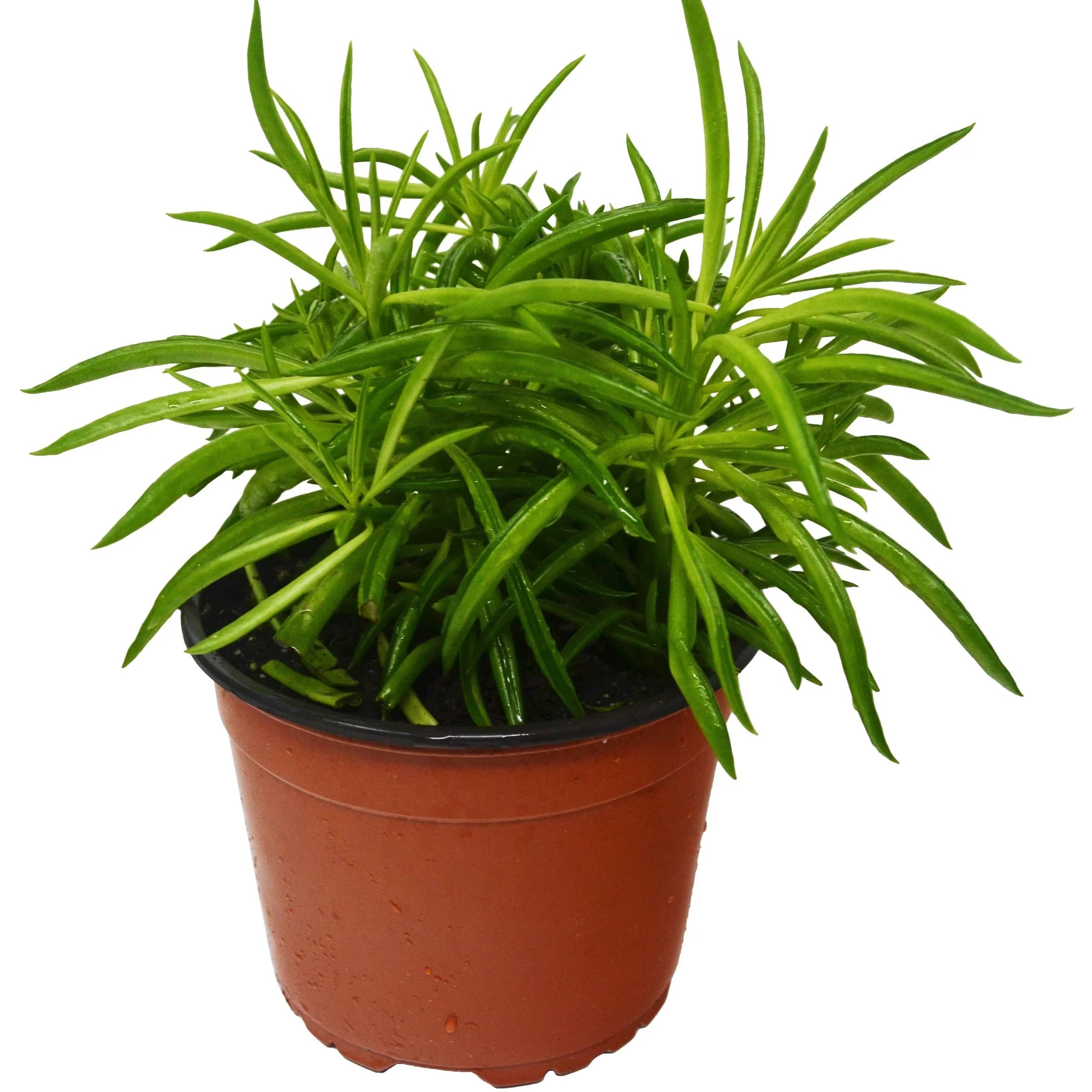Peperomia 'Green Bean' – view 4