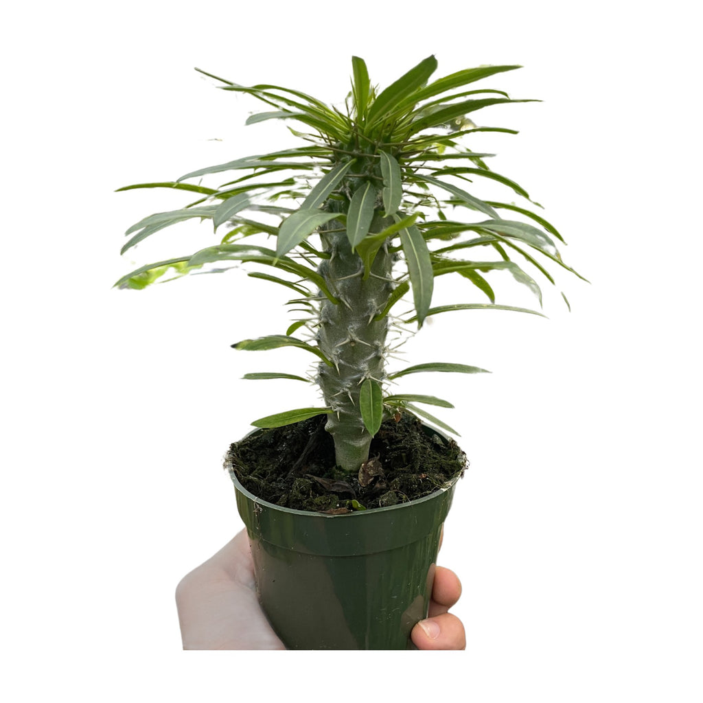 Pachypodium 'lamerei' (Madagascar Palm)
