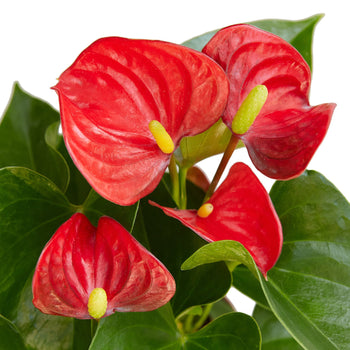 Anthurium 'Red' – view 10
