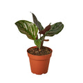 Calathea 'Ornata' Live Plant – 4" Nursery Pot