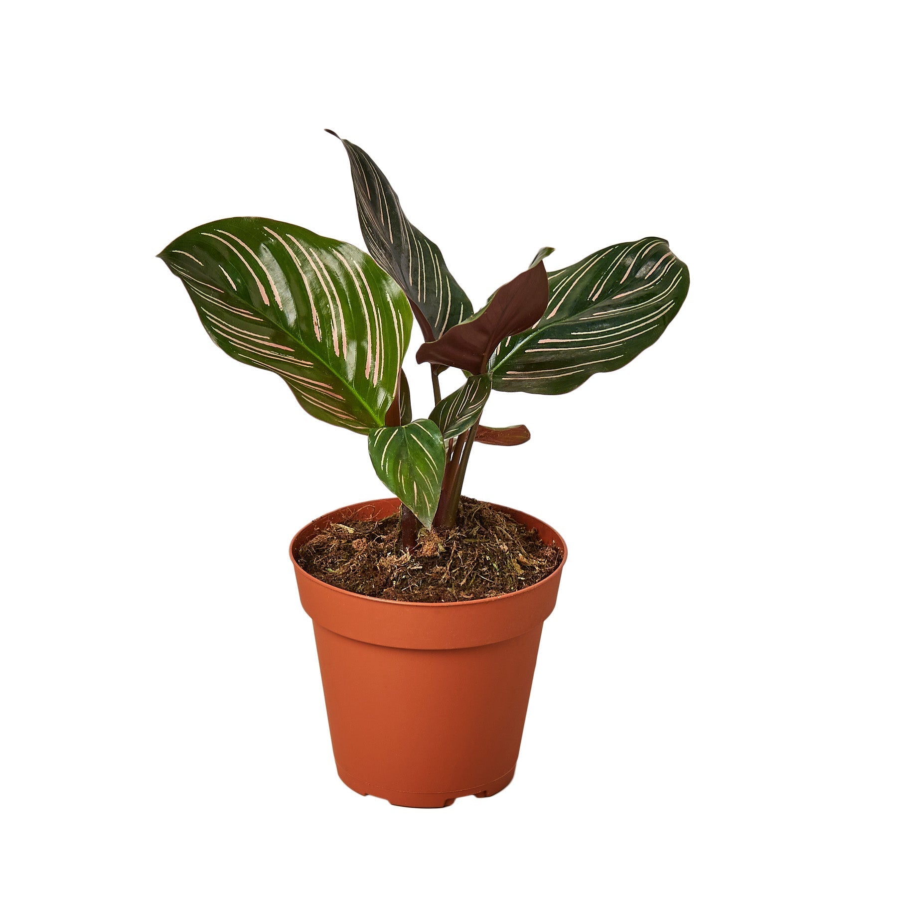 Calathea 'Ornata' Live Plant – 4" Nursery Pot