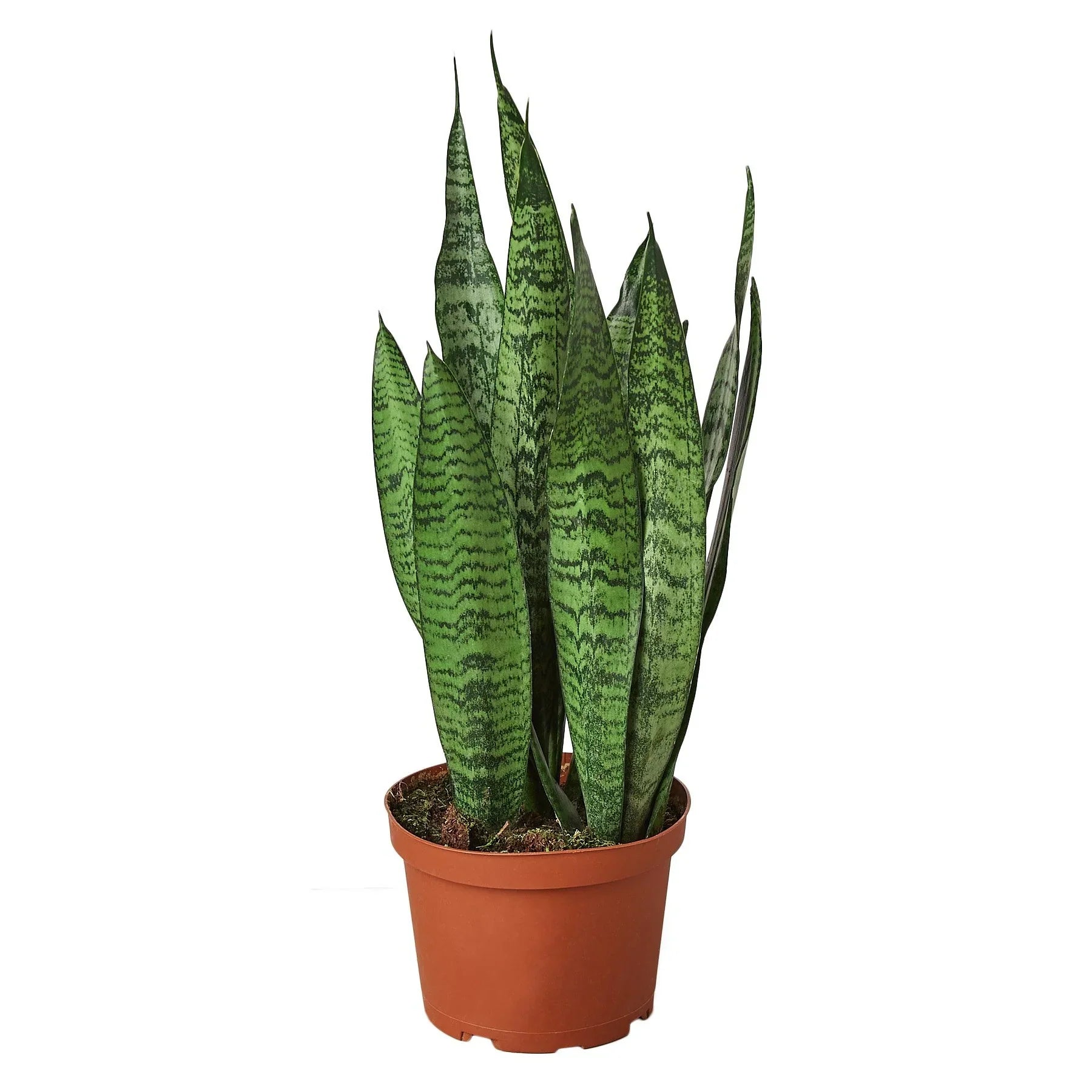Snake Plant 'Zeylanica' – view 3