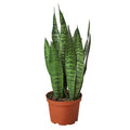 Snake Plant 'Zeylanica' Live Plant – 6" Nursery Pot