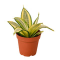 Snake Plant Gold Hahnii Live Plant – 4" Nursery Pot