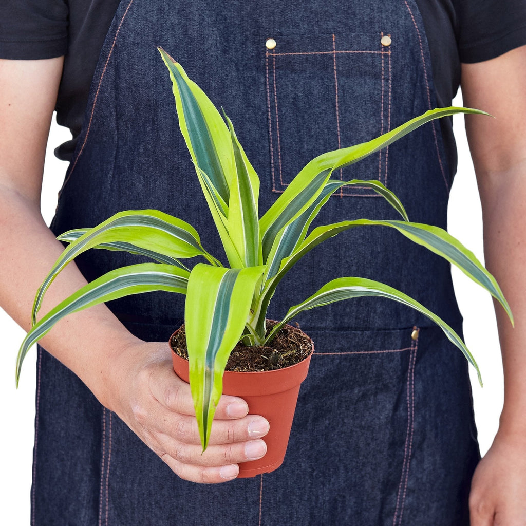 Dracaena 'Lemon Lime' – view 3