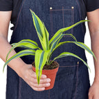 Dracaena 'Lemon Lime' – view 3