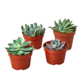 4 Echeveria Succulent Variety Pack - 4" Pot