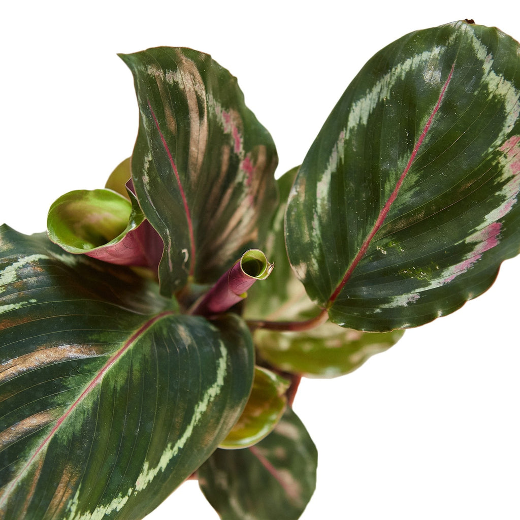 Calathea Roseopicta 'Medallion' – view 3