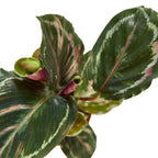 Calathea Roseopicta 'Medallion' – view 3