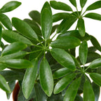 Schefflera Arboricola 'Umbrella' – view 2