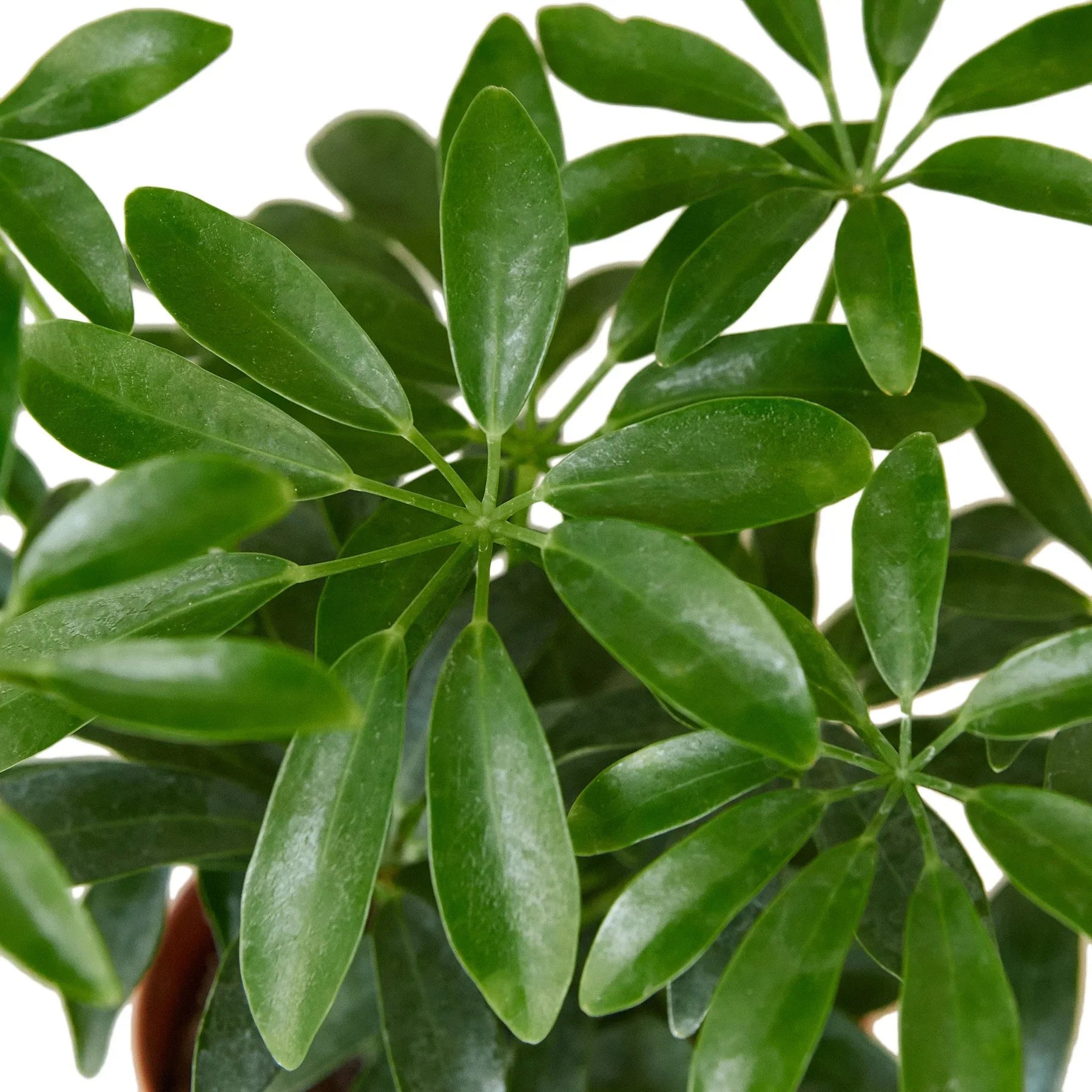 Schefflera Arboricola 'Umbrella' – view 2