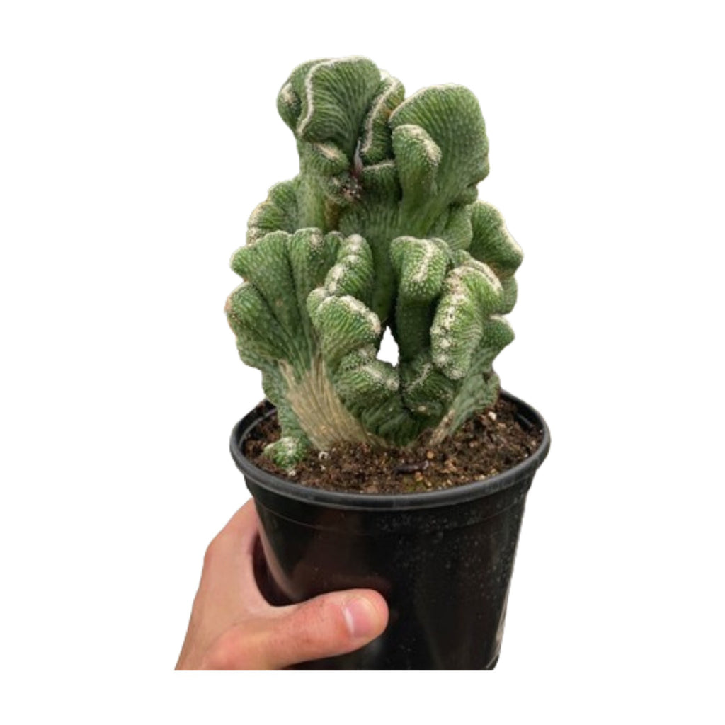 Succulent Cereus Coral Green