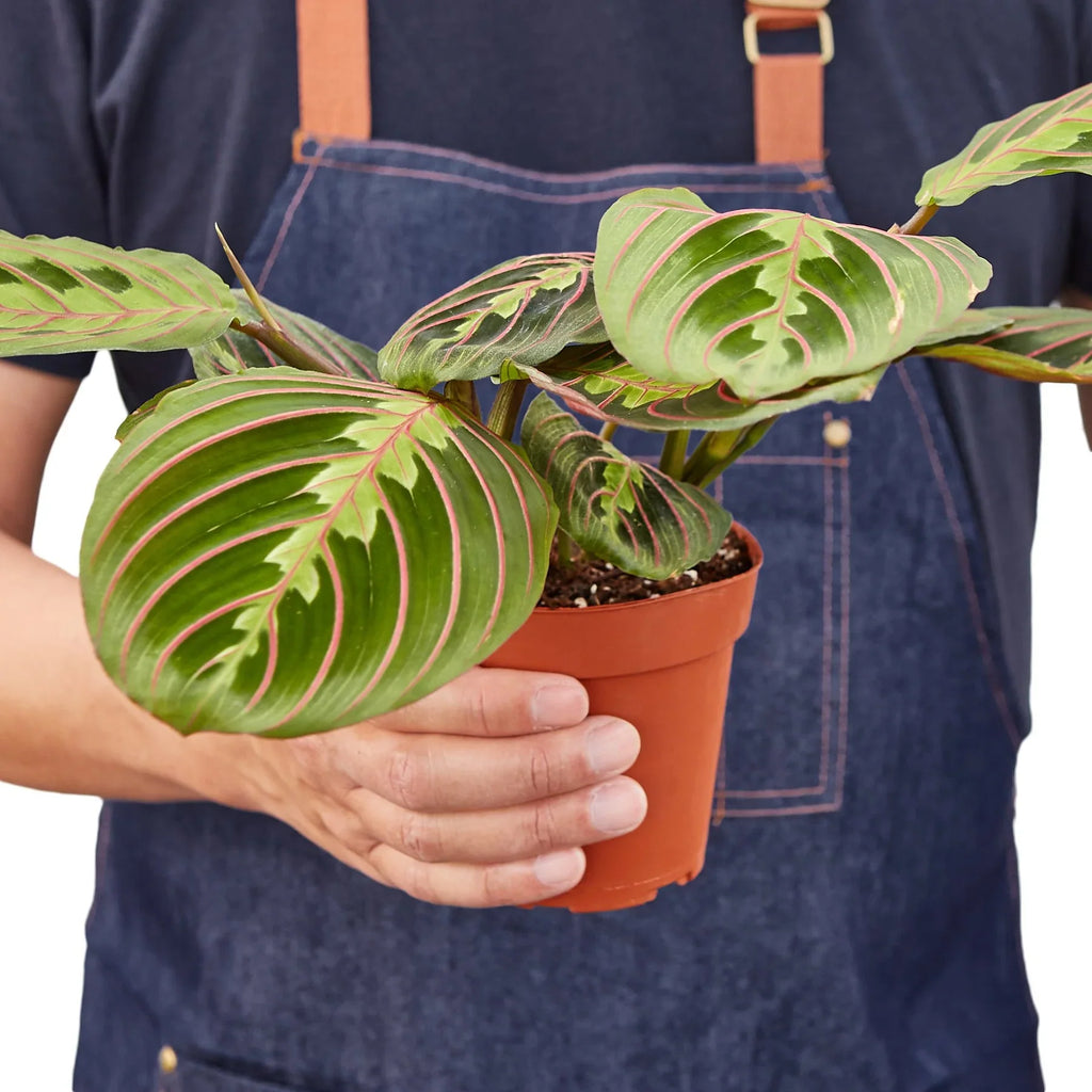 Maranta Red Prayer – view 3