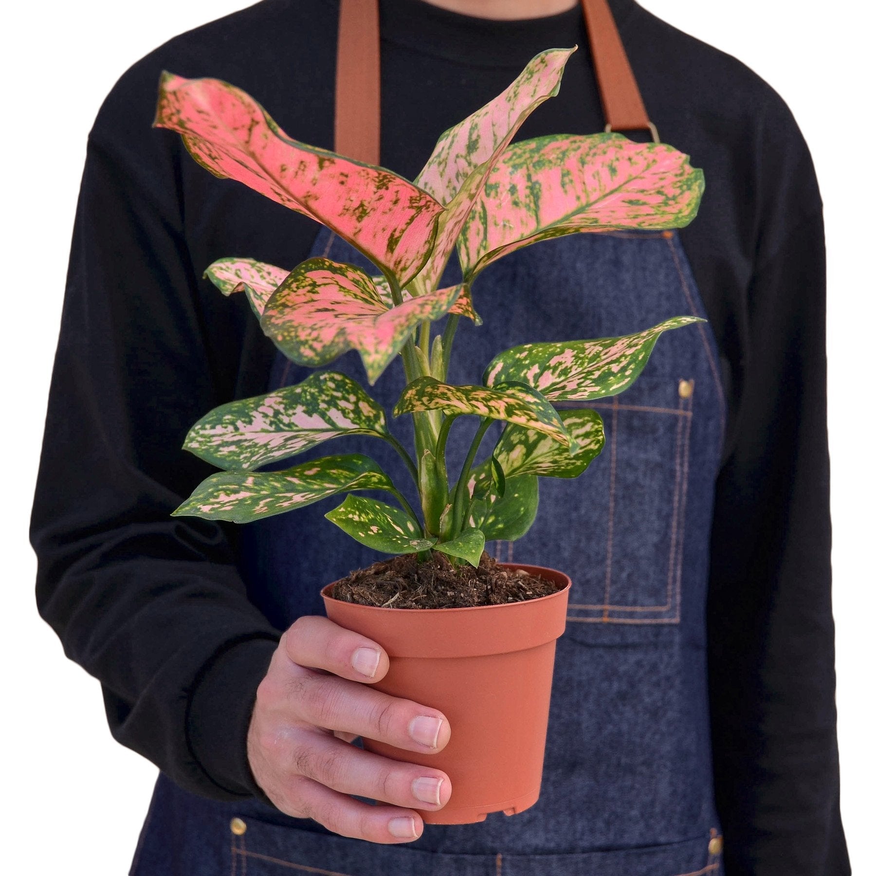 Chinese Evergreen 'Lady Valentine' – view 3
