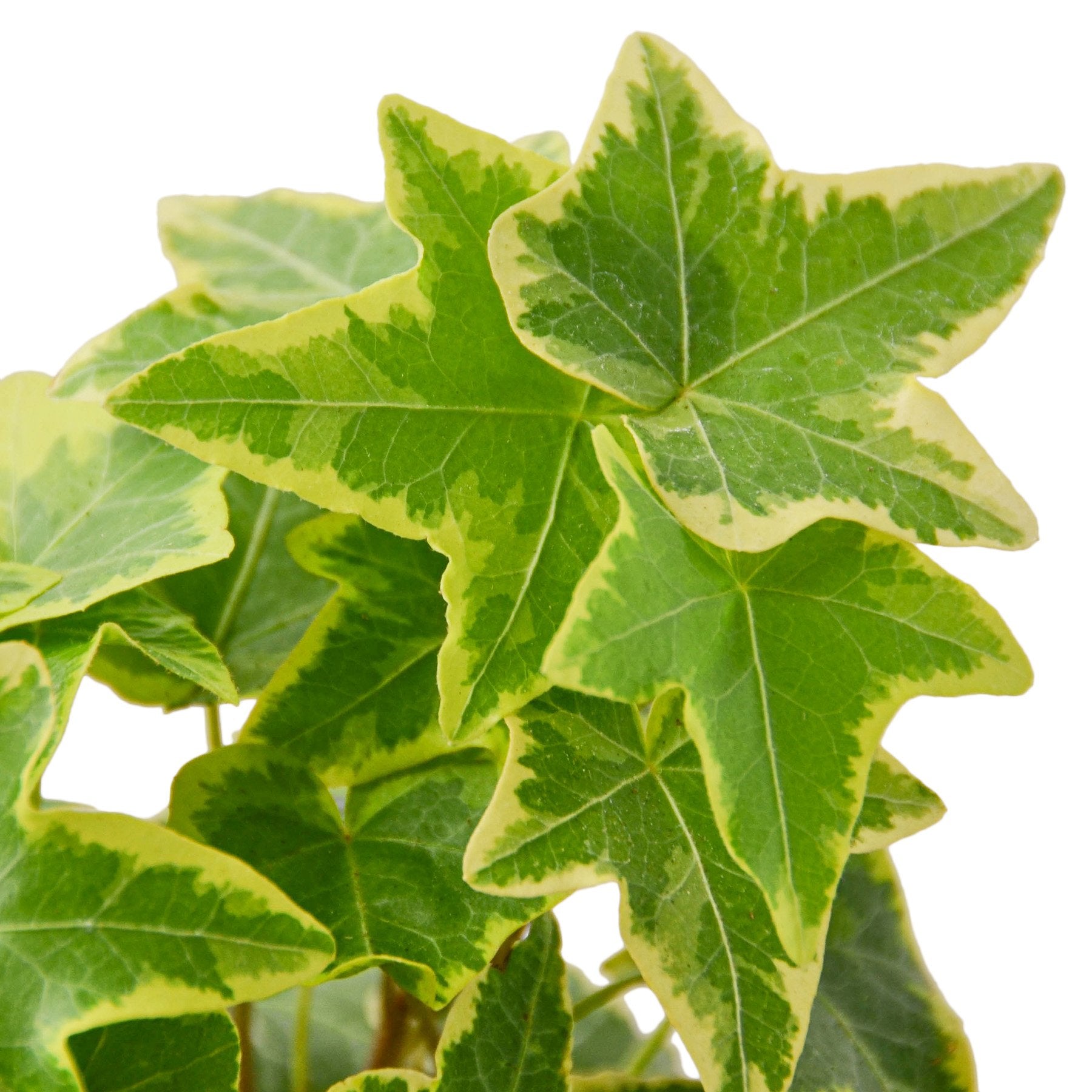 English Ivy Gold Child – view 2