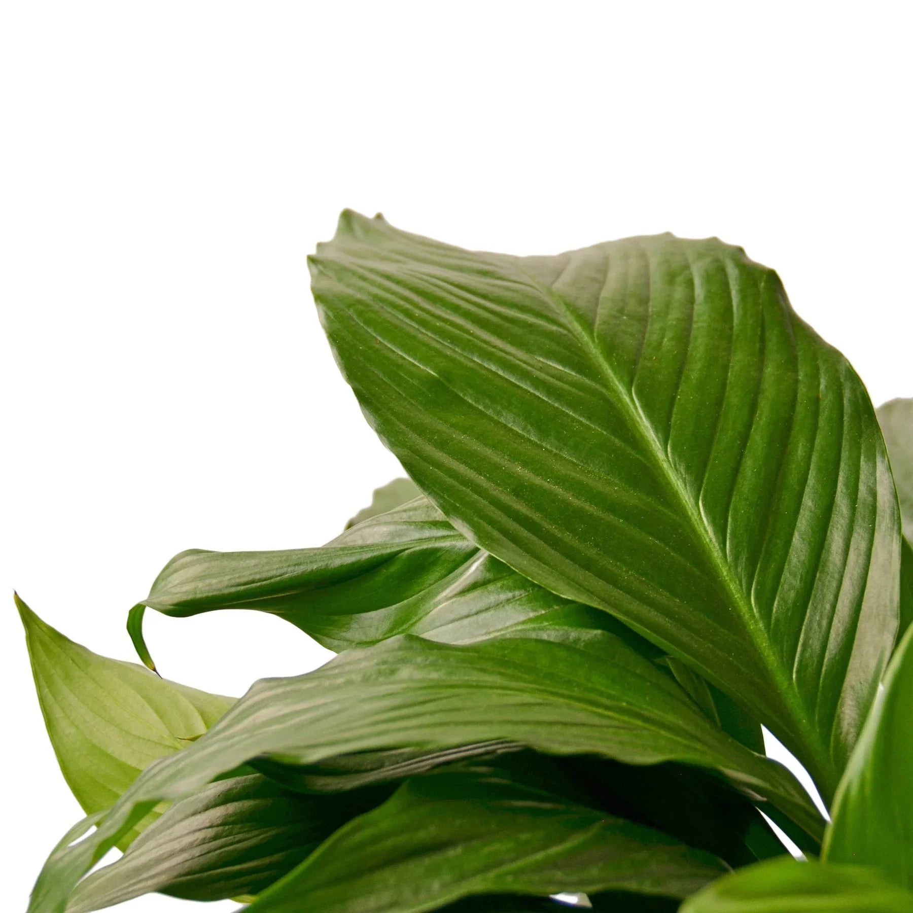 Spathiphyllum 'Peace Lily' – view 4