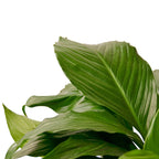 Spathiphyllum 'Peace Lily' – view 4