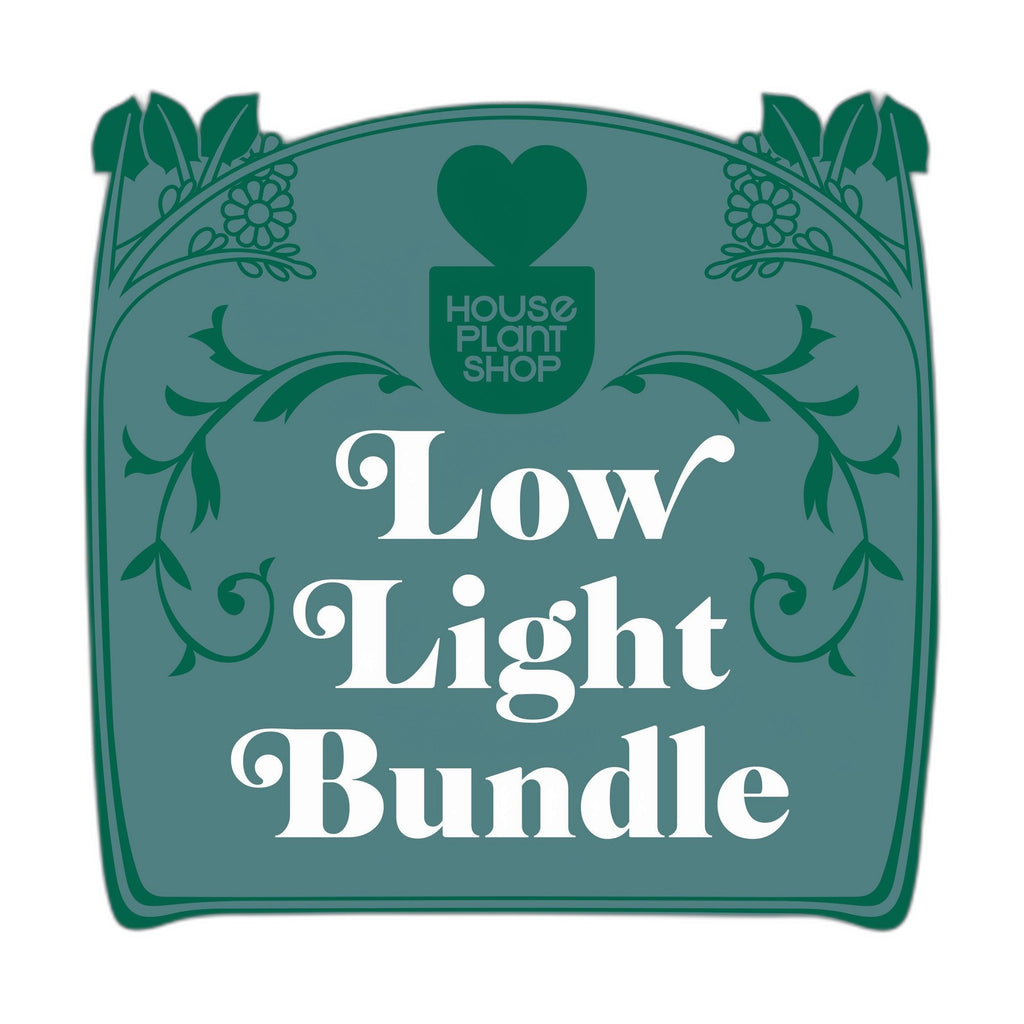 Low Light Bundle