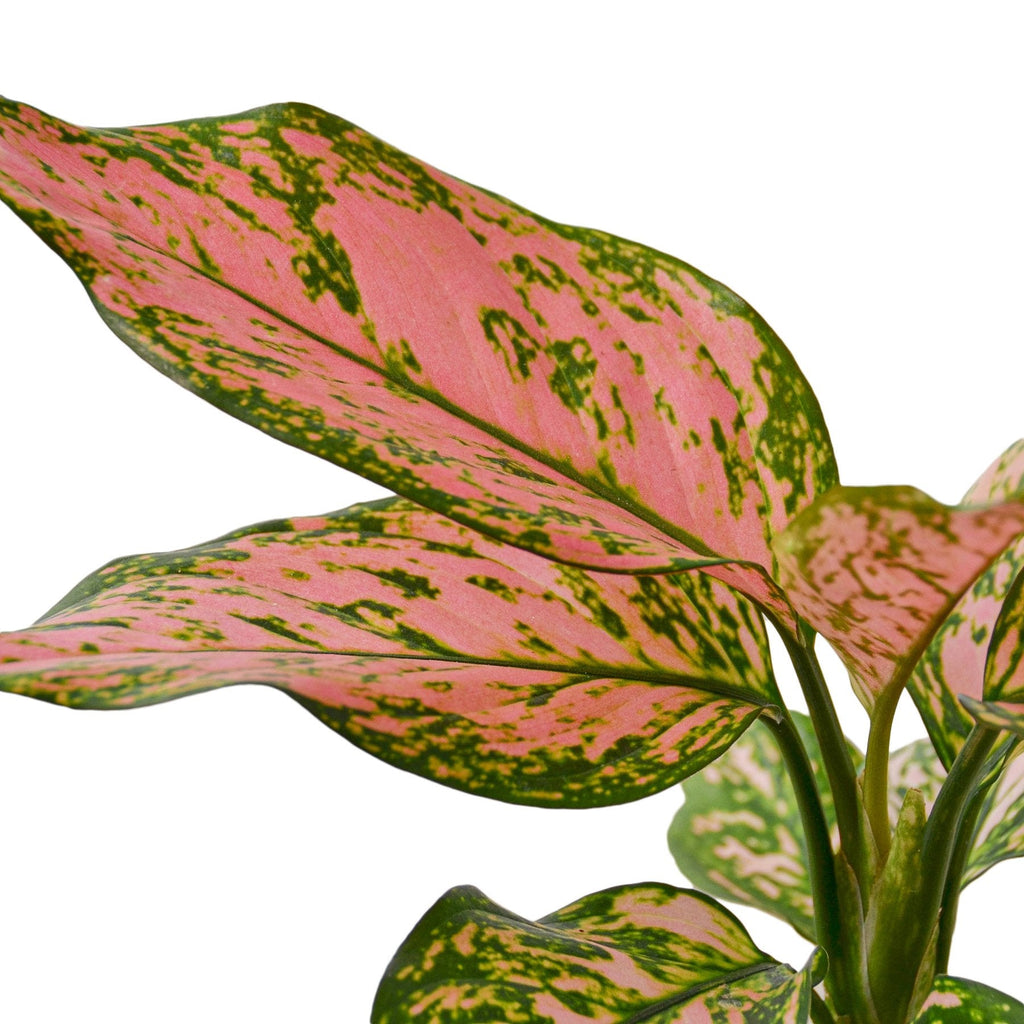 Chinese Evergreen 'Lady Valentine' – view 2