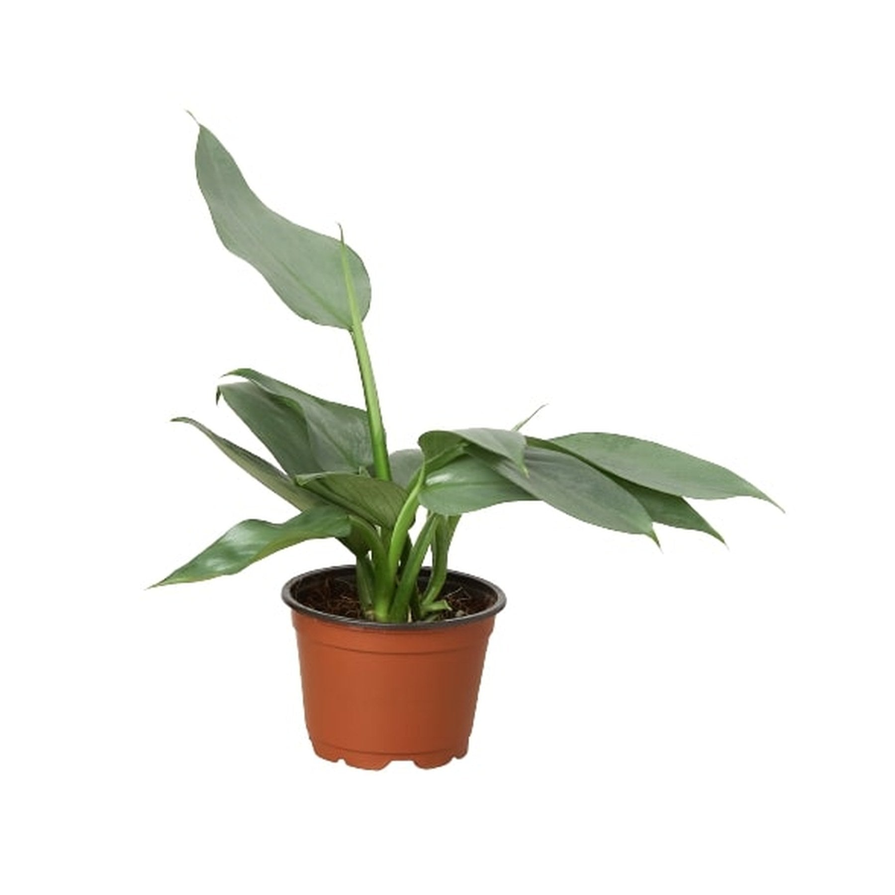 Philodendron 'Silver Sword'
