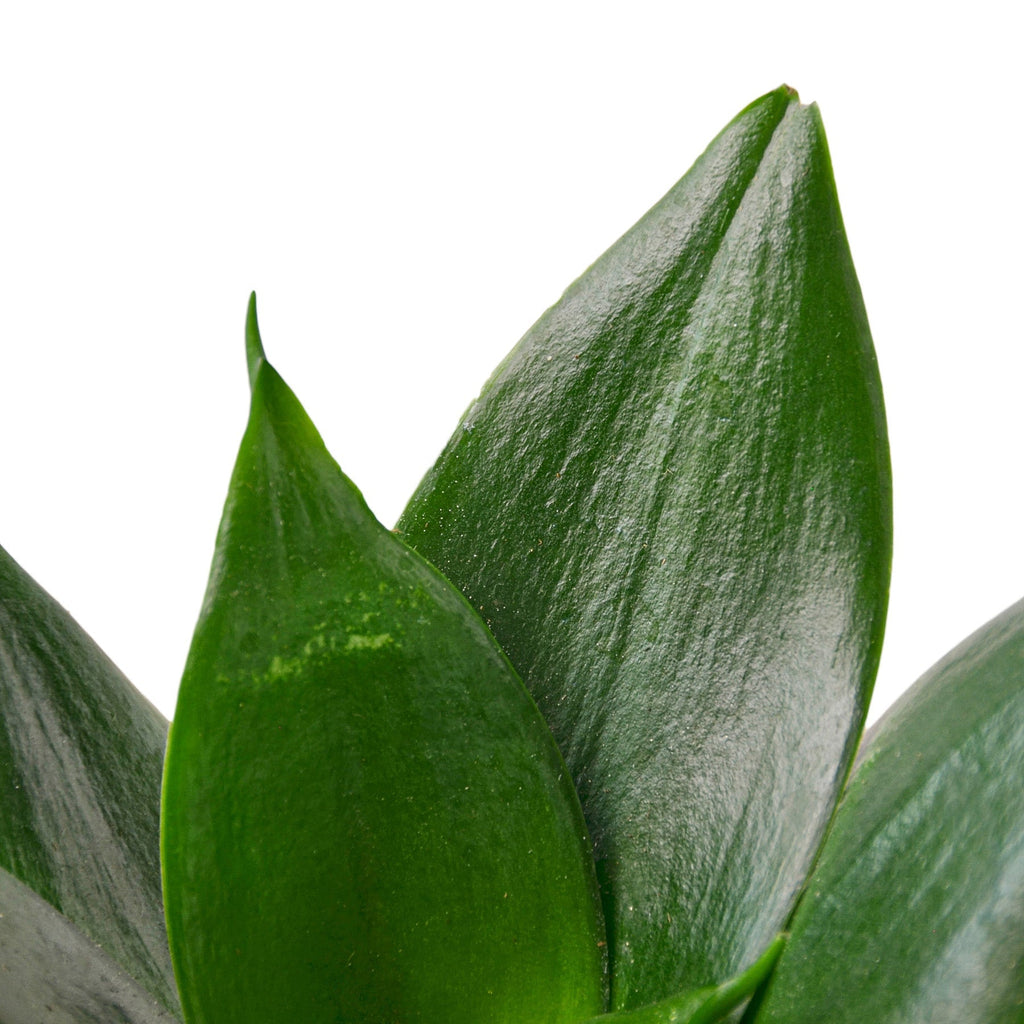 Snake Plant Jade – view 2