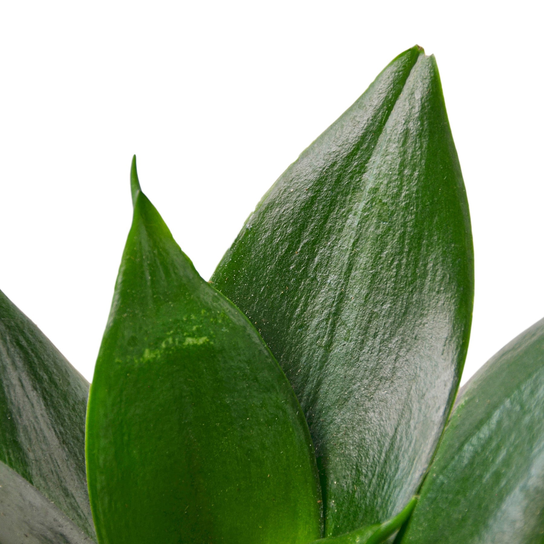 Snake Plant Jade – view 2