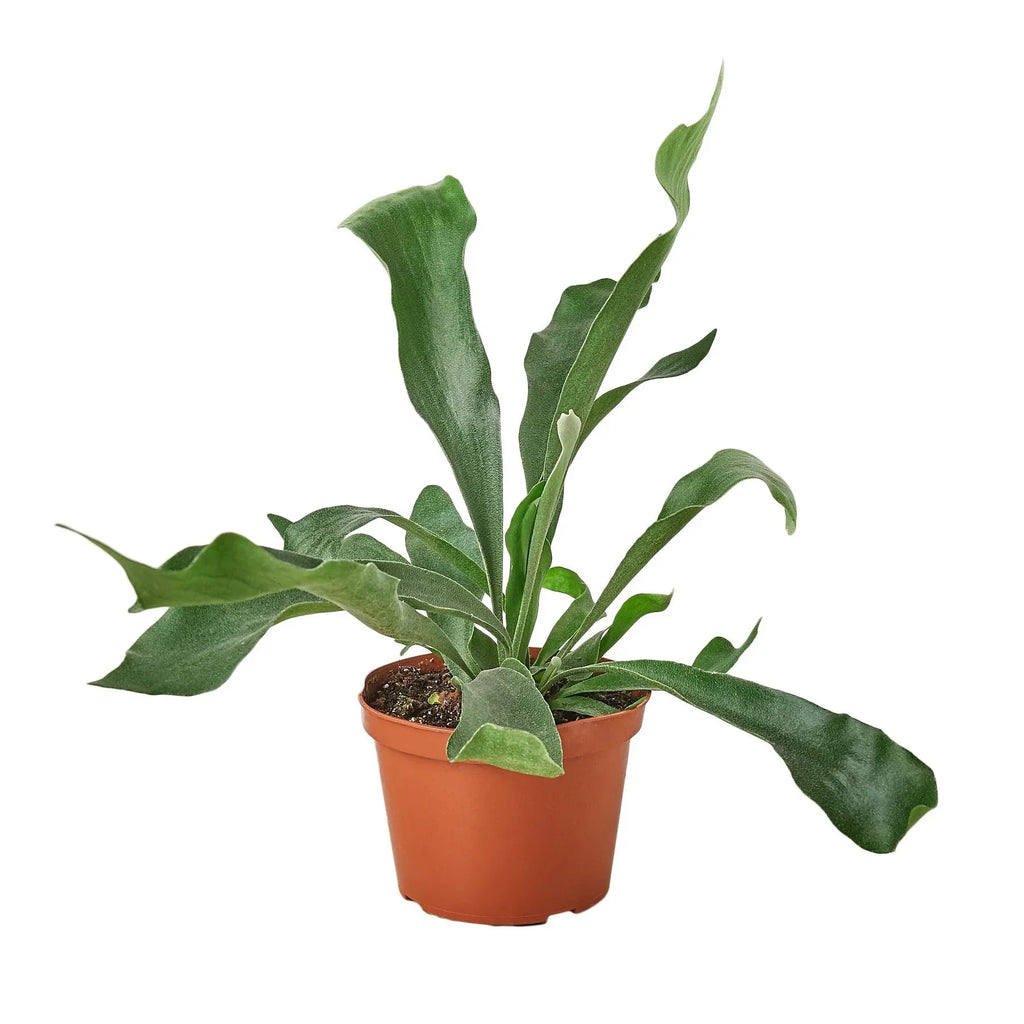 Staghorn Fern – view 3