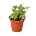 English Ivy 'Glacier' Live Plant – 4" Nursery Pot