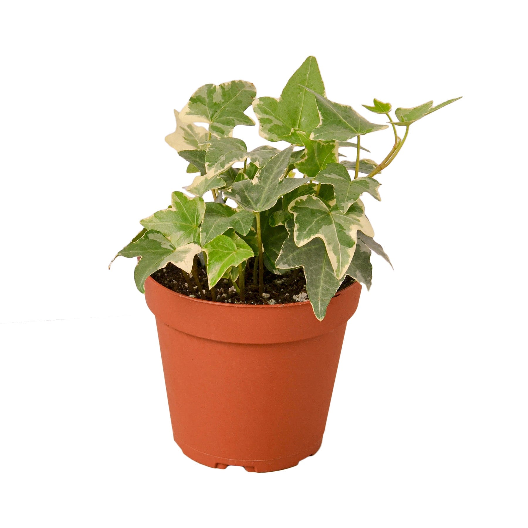 English Ivy 'Glacier' Live Plant – 4" Nursery Pot