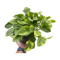 Pothos 'Lemon Meringue'