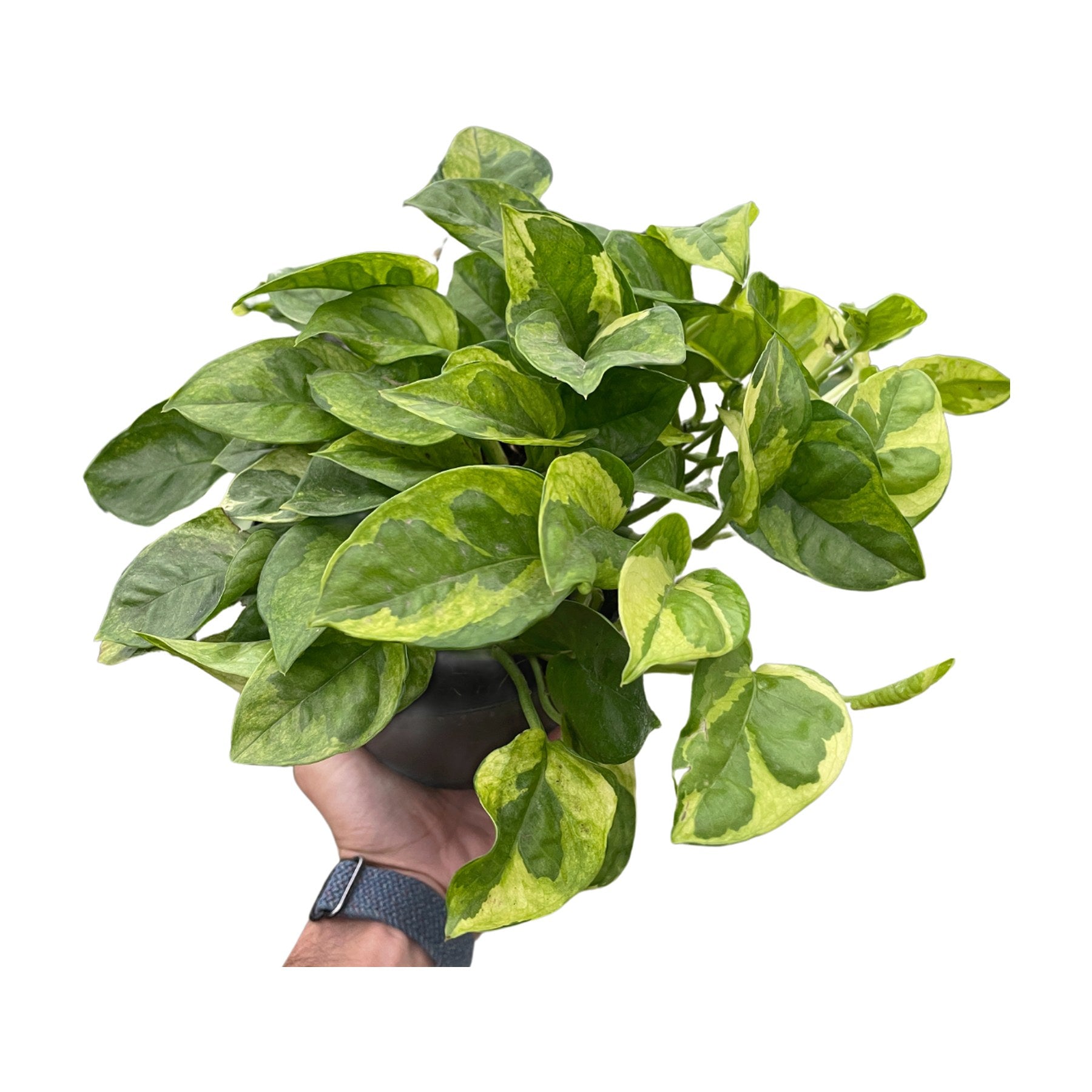 Pothos 'Lemon Meringue'