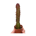 Succulent Euphorbia 'Trigona Rubra'