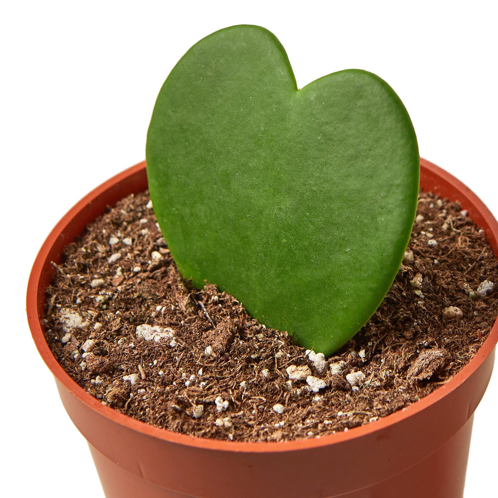 Hoya Sweetheart – view 3