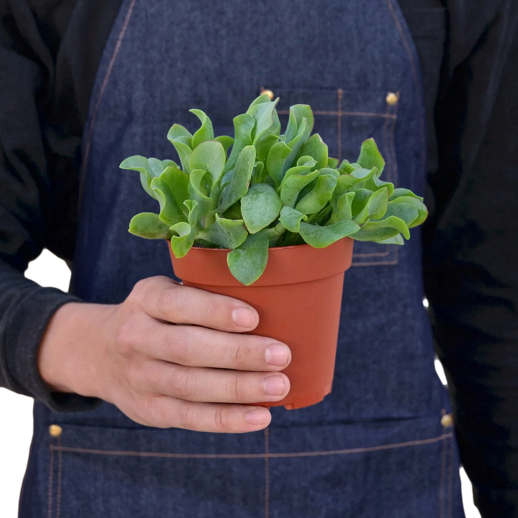 Ripple Jade Succulent – view 3