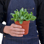 Ripple Jade Succulent – view 3