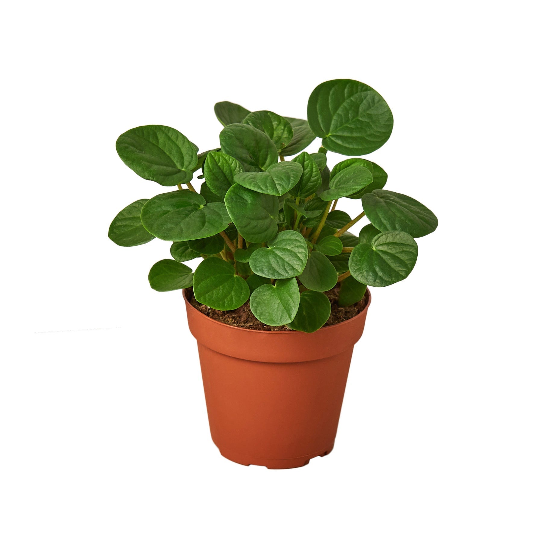 Peperomia 'Rana Verde' Live Plant – 4" Nursery Pot