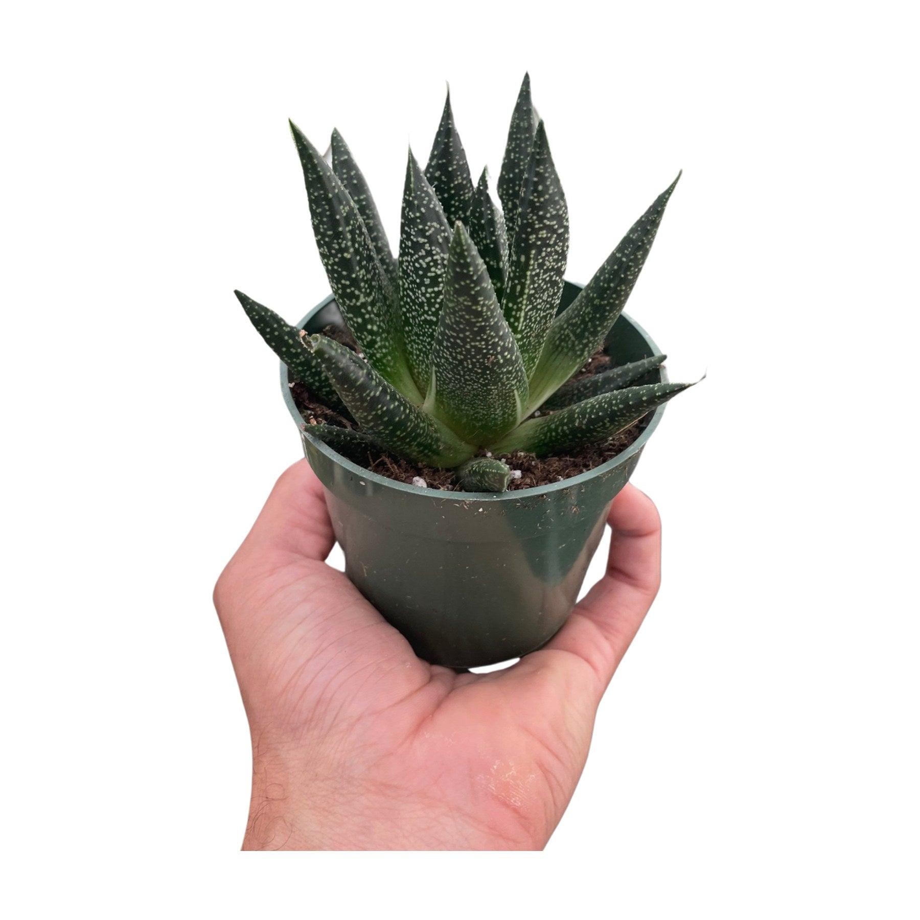 Succulent Gasteria Durban