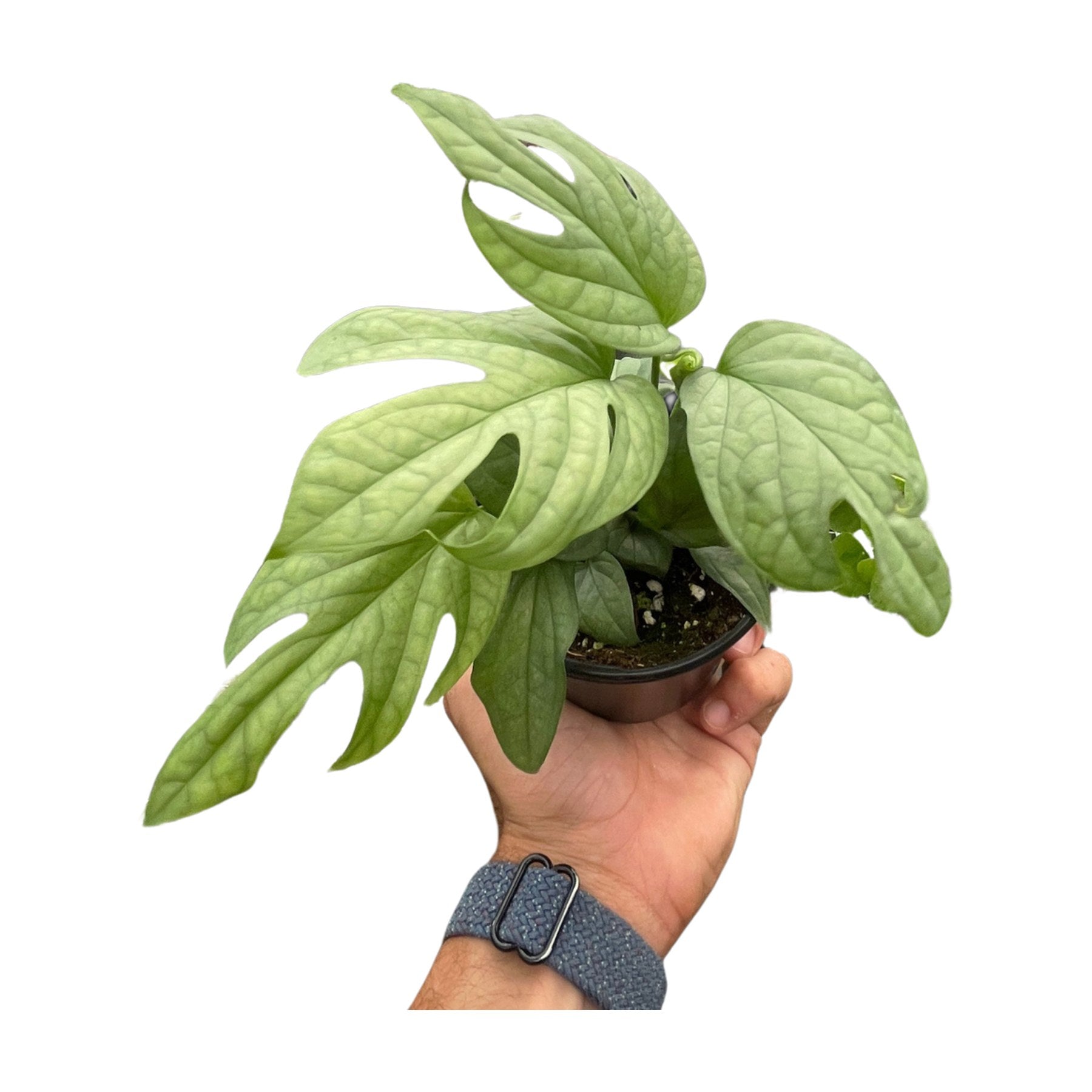 Amydrium 'Silver'