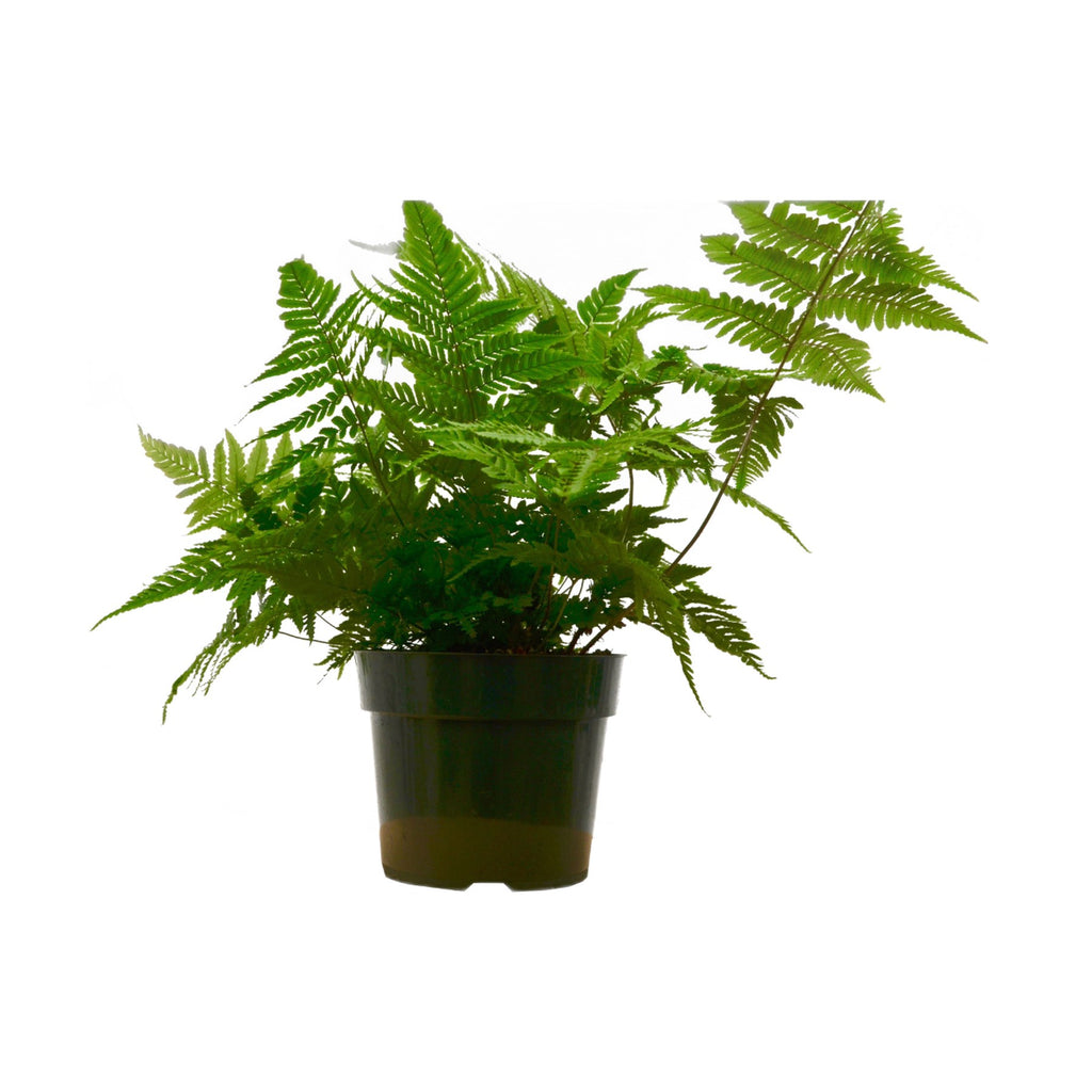 'Autumn' Fern